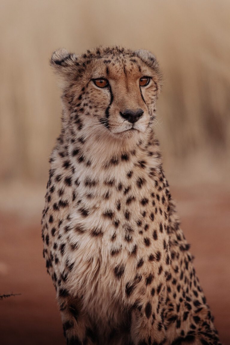 Groepsreis Namibië - luipaard