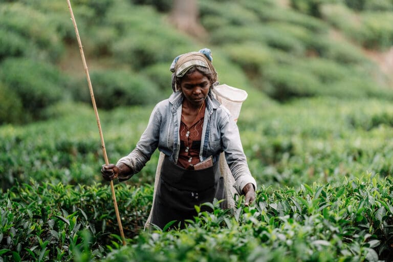 groepsreis sri lanka - rondreis sri lanka - beste reistijd sri lanka