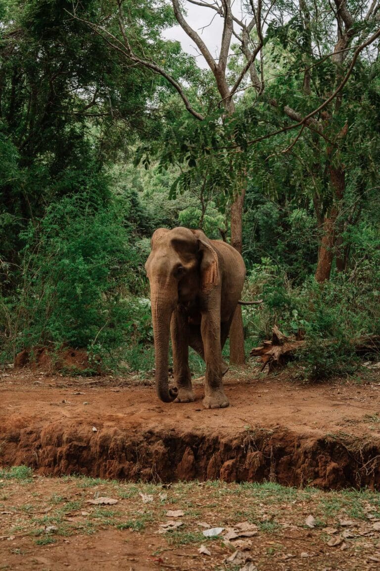 groepsreis sri lanka - rondreis sri lanka - beste reistijd sri lanka