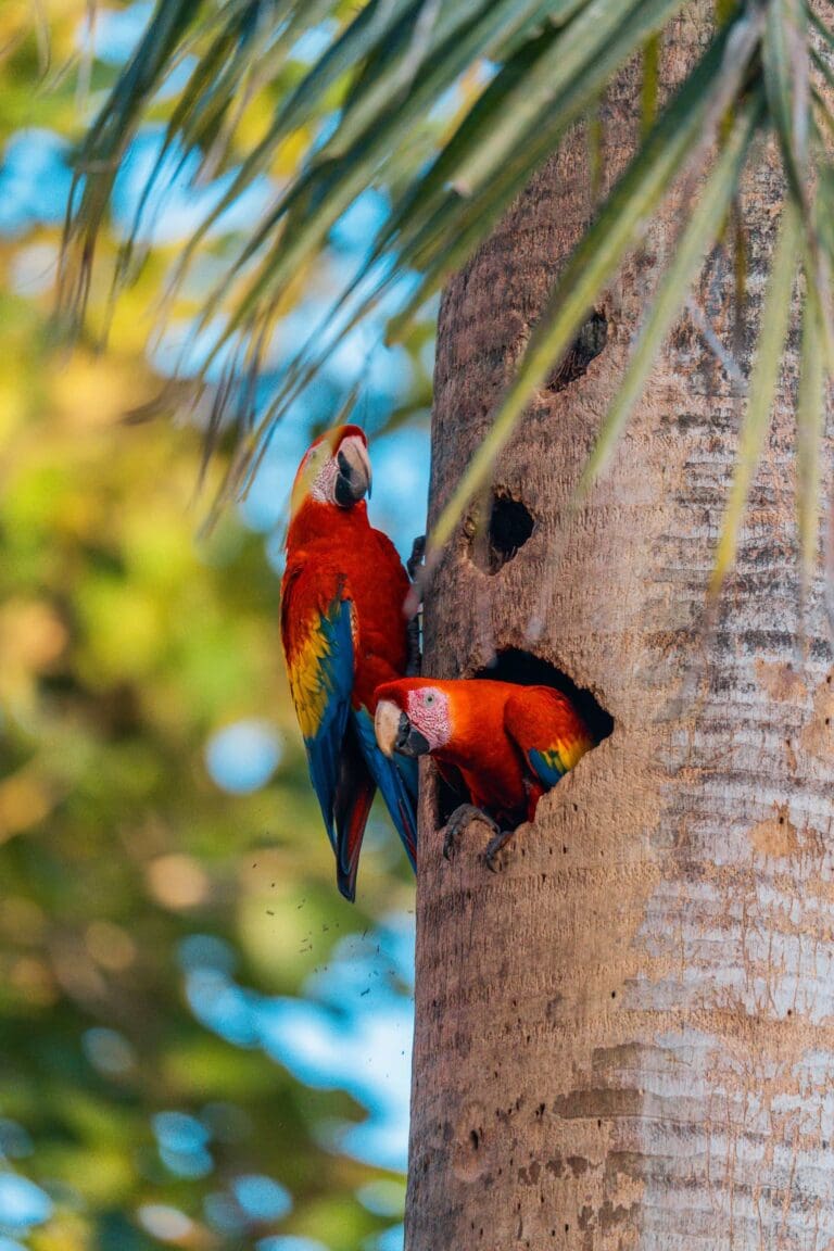 rondreis costa rica - groepsreis costa rica - beste reistijd costa rica