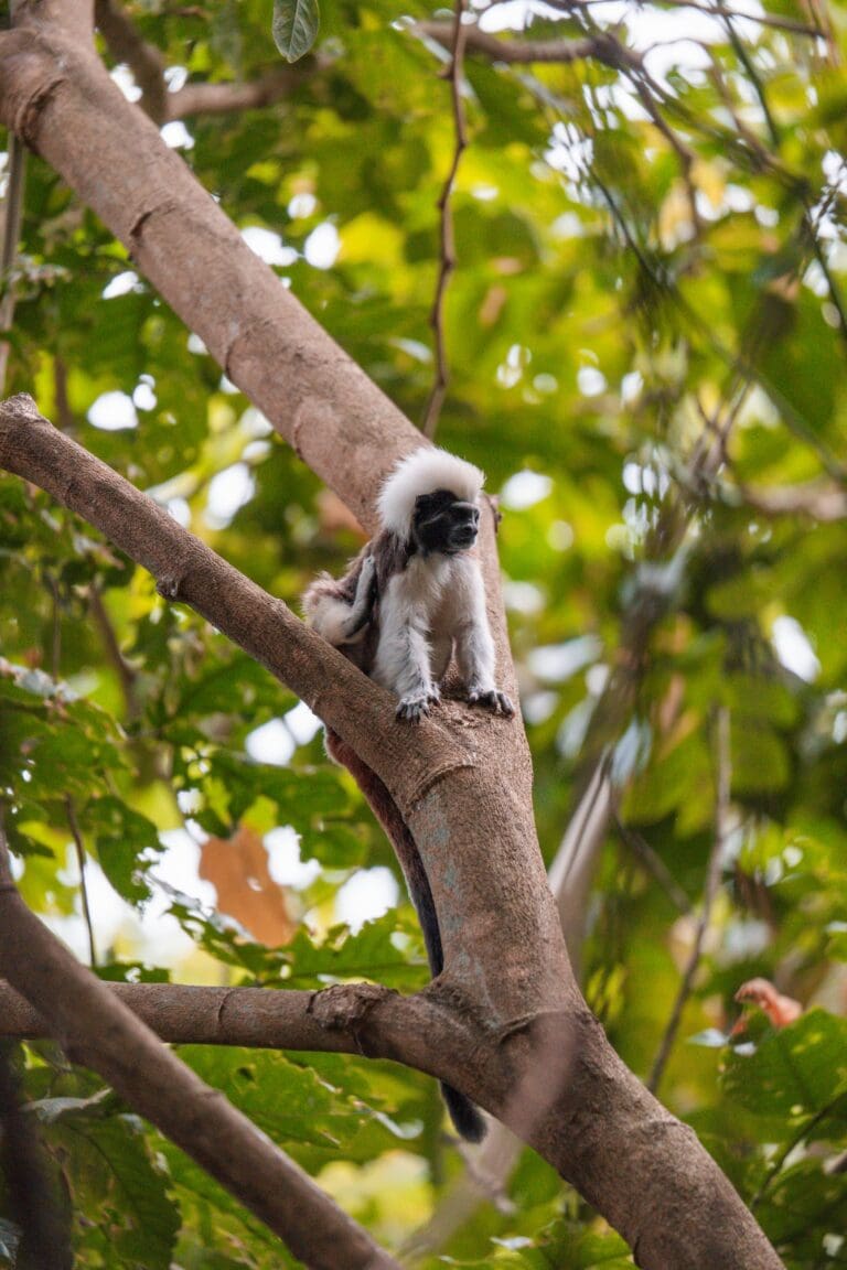 Groepsreis Colombia - reizen Colombia - Rondreizen Colombia - 22 daagse rondreis Colombia - Soloreizen in Colombia