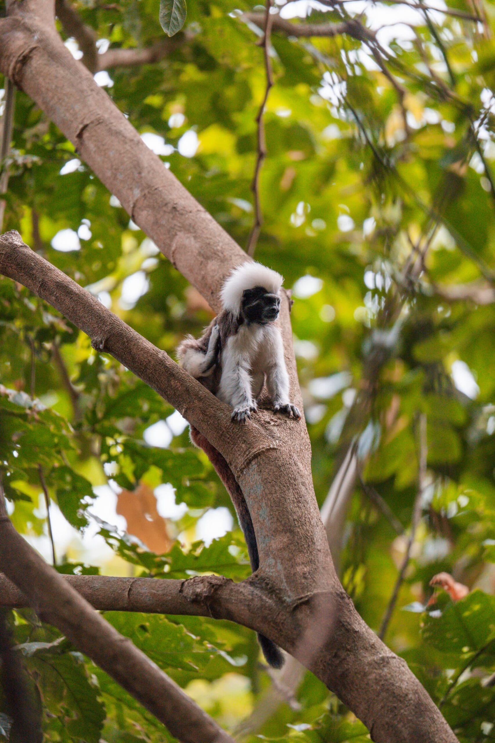 Groepsreis Colombia - reizen Colombia - Rondreizen Colombia - 22 daagse rondreis Colombia - Soloreizen in Colombia