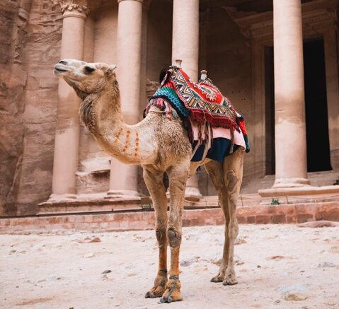 Groepsreis in Jordanië - Solo reis in Jordanië - Kameel