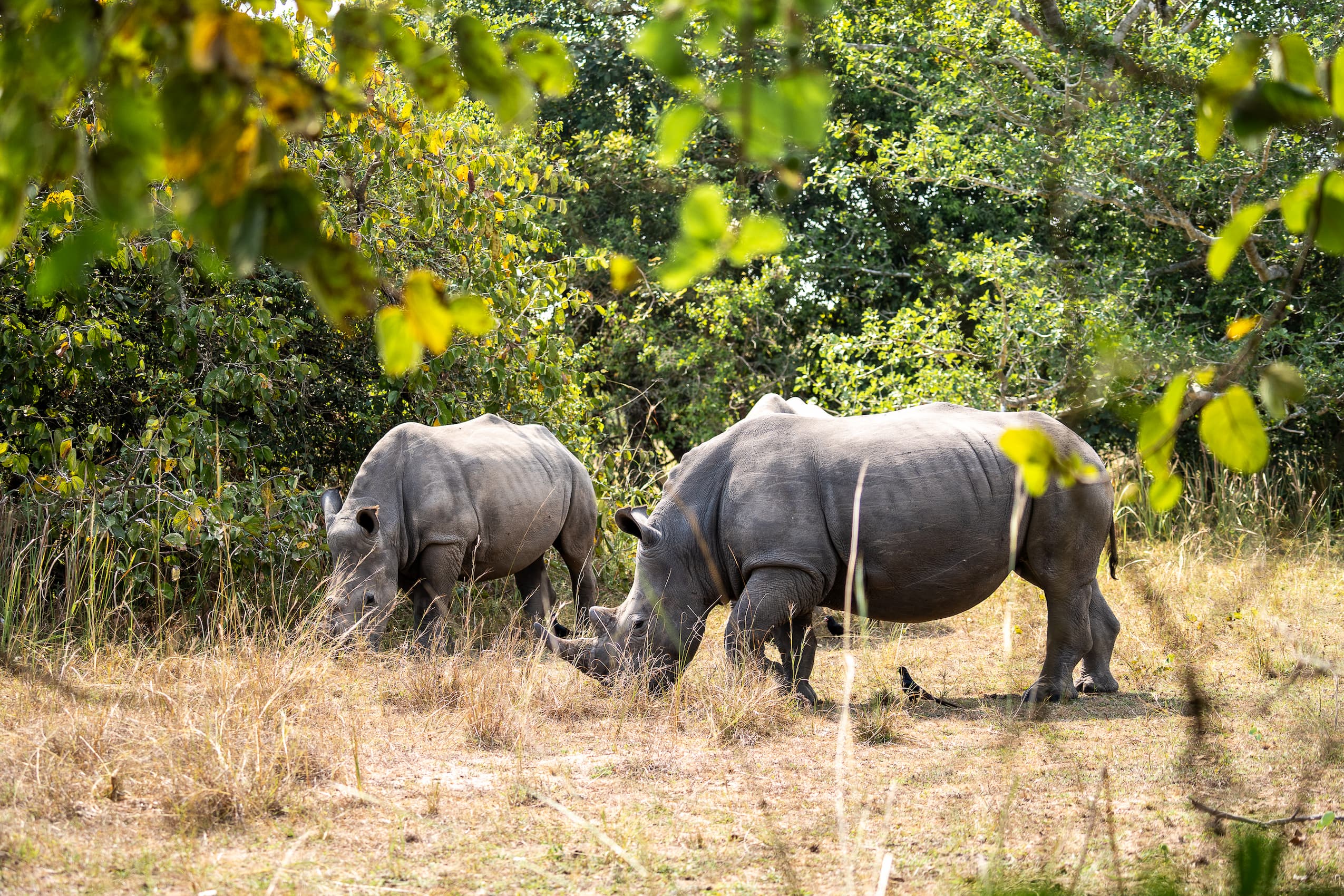 Groepsreis Oeganda - Rondreis Oeganda - 16 daagse rondreis Oeganda