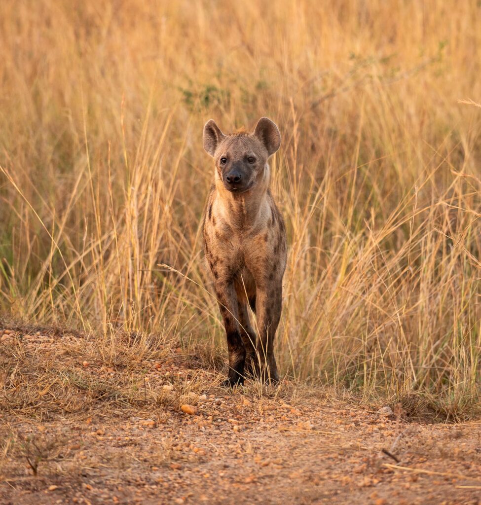Groepsreis Oeganda - Rondreis Oeganda - 16 daagse rondreis Oeganda