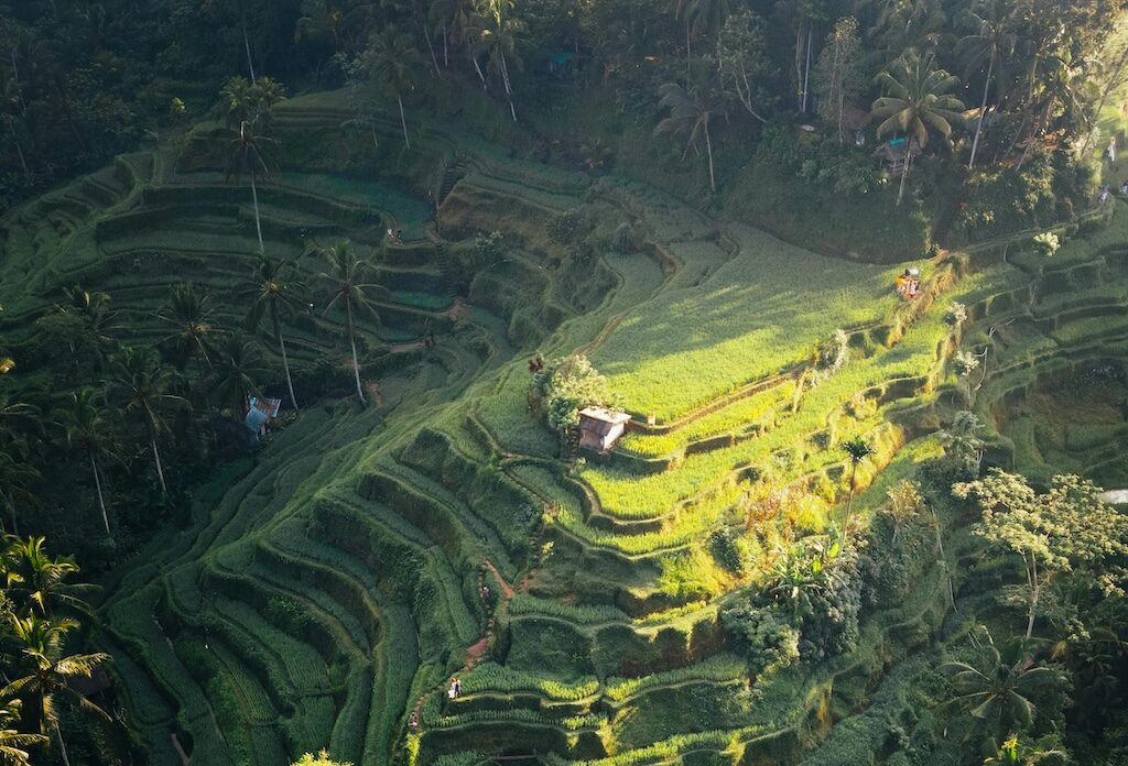 Groepsreis Bali - Beste reistijd Bali - Rijstvelden in Bali - rondreis Bali - Doorreis Bali - Soloreizen Bali - natuur in Bali