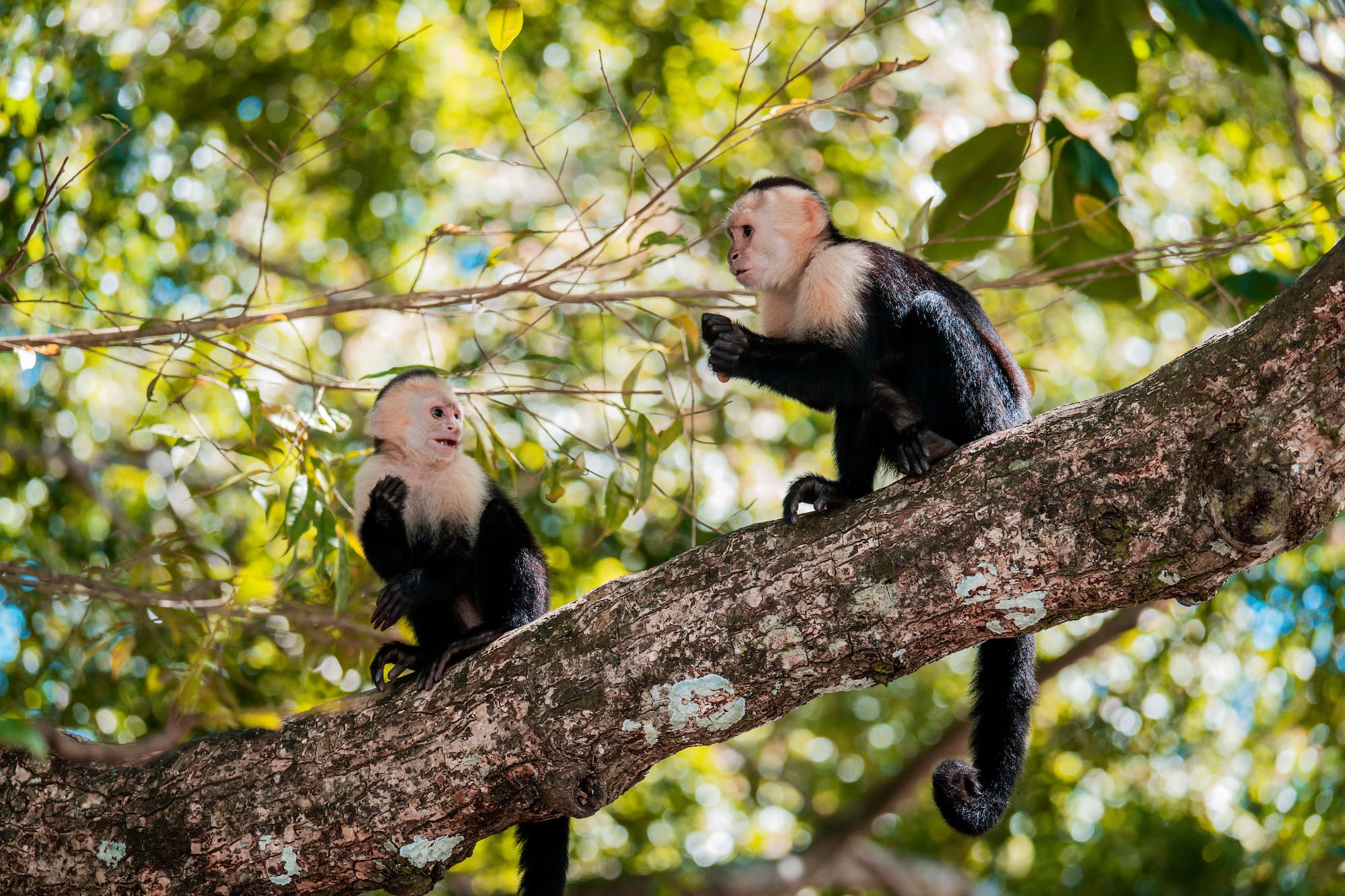 Groepsreis Costa Rica - Ultieme reisroute door Costa Rica