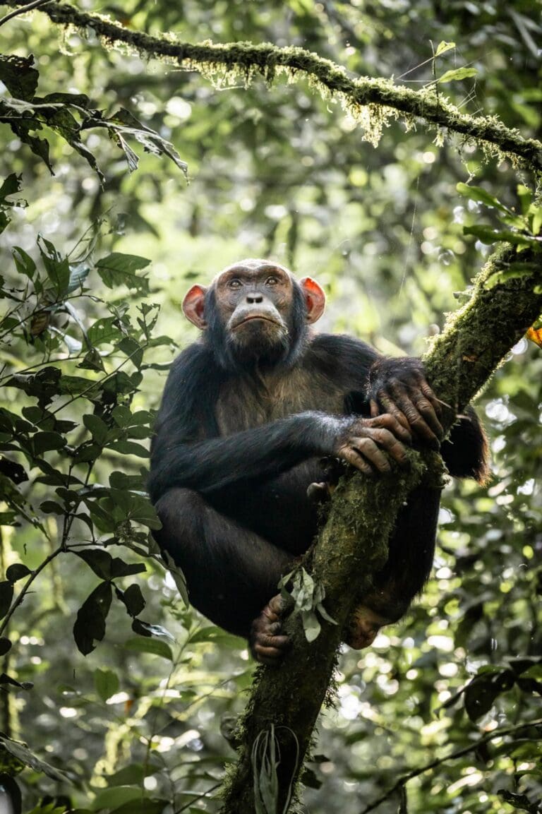 Groepsreis Oeganda - Rondreis Oeganda - 16 daagse rondreis Oeganda