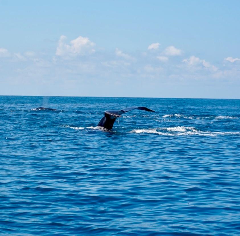 Groepsreis Costa Rica - Twee weekse rondreis Costa Rica - Avontuur Costa Rica -