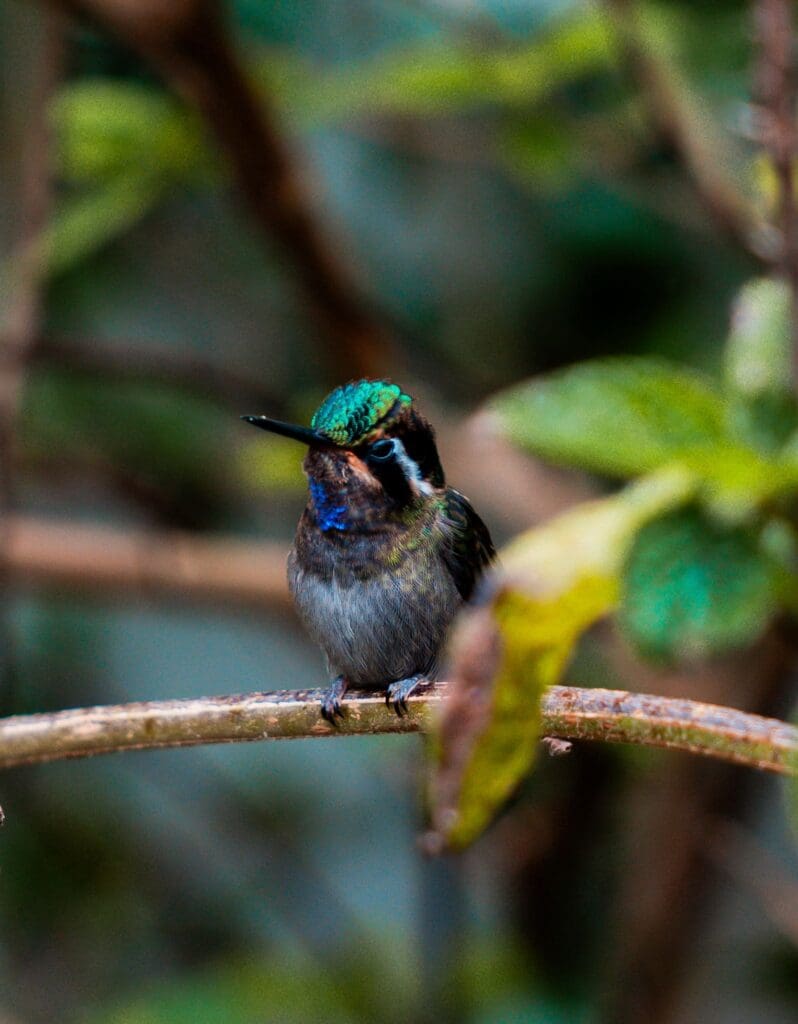 Groepsreis Costa Rica - Tweewekse Costa Rica reis- Avontuurlijk Costa Rica