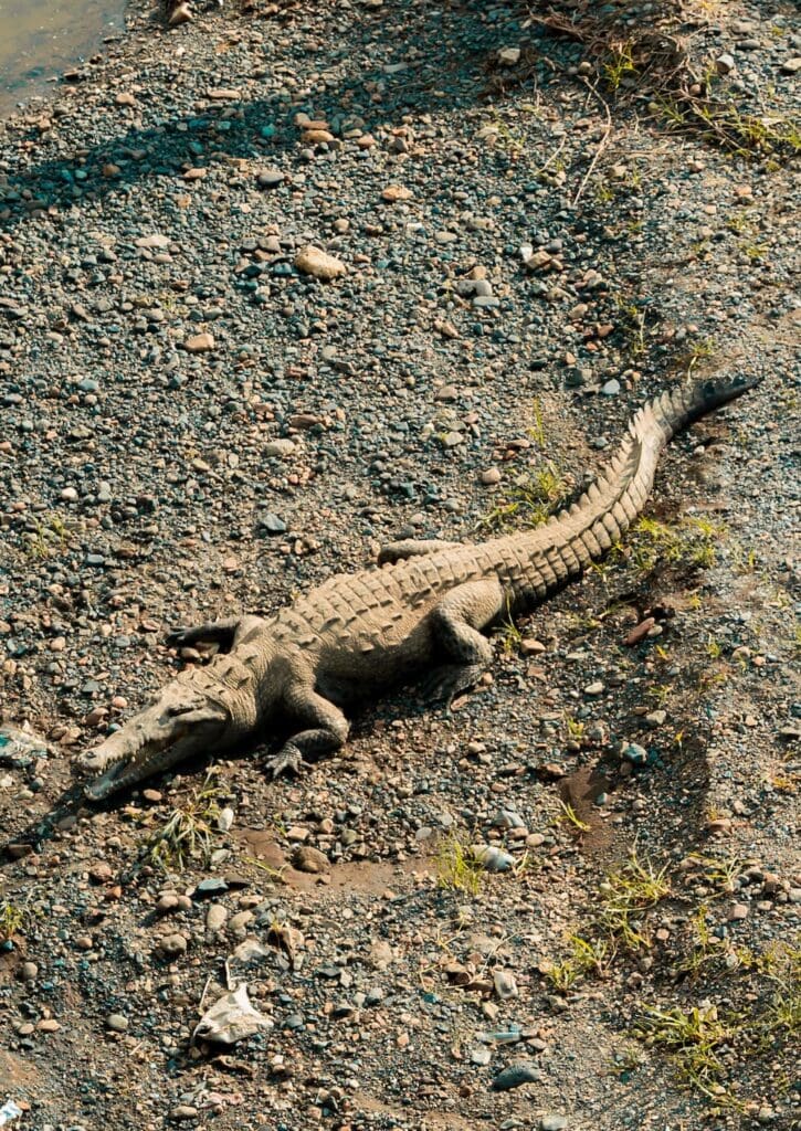 Groepsreis Costa Rica - Tweewekse Costa Rica reis- Avontuurlijk Costa Rica