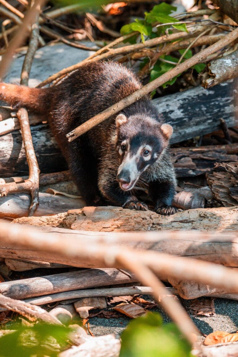 Groepsreis Costa Rica - Tweewekse Costa Rica reis- Avontuurlijk Costa Rica
