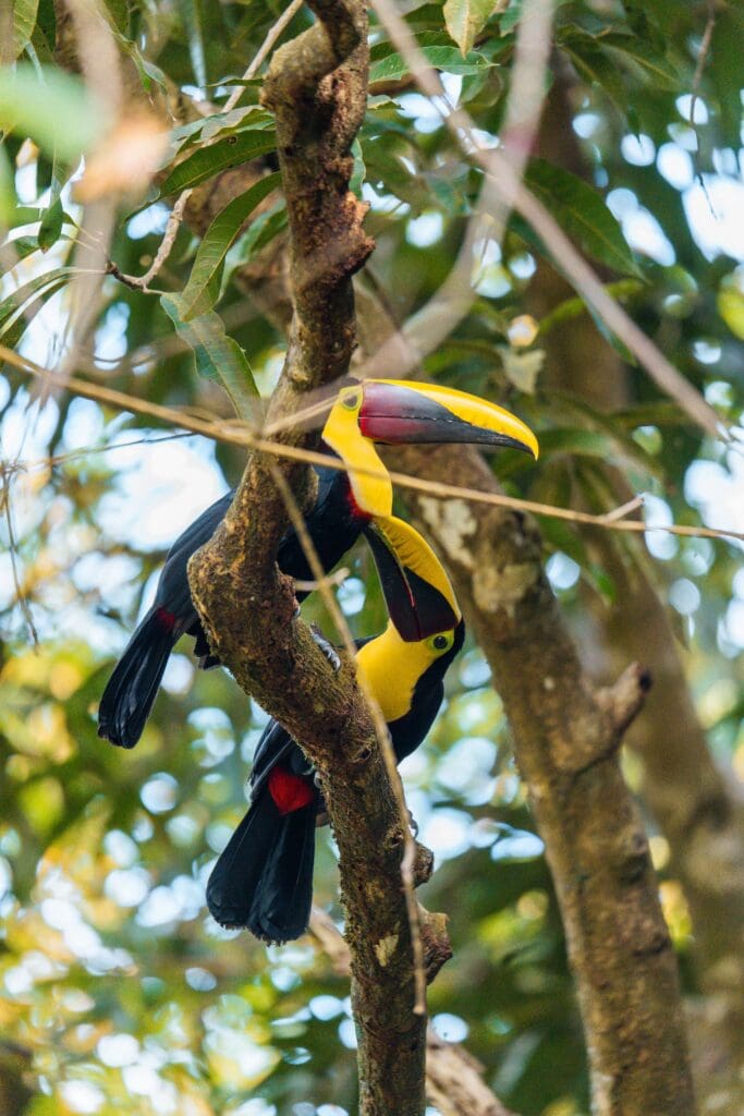 Groepsreis Costa Rica - Tweewekse Costa Rica reis- Avontuurlijk Costa Rica