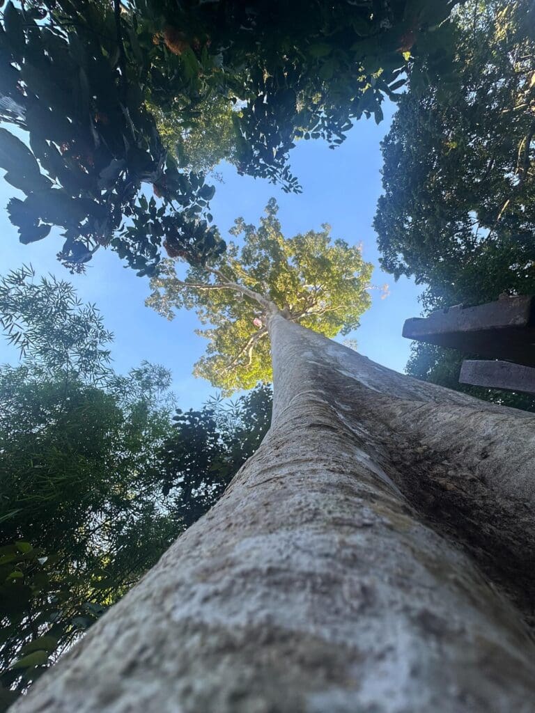 groepsreis Maleisië & Singapore - rondreis Maleisië & Singapore - Maleisië & Singapore reis