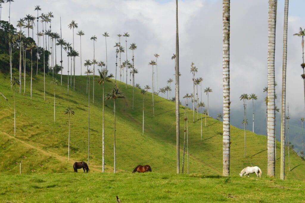 groepsreis colombia - rondreis colombia - cocora valley colombia - weadventures colombia
