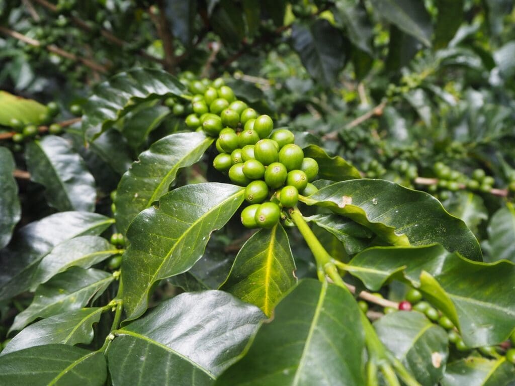 groepsreis colombia - rondreis colombia - cocora valley colombia - weadventures colombia