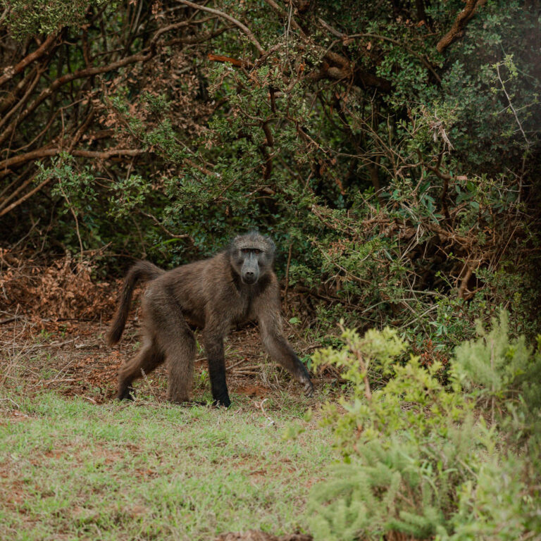 Groepsreis Zuid-Afrika - Rondreis Zuid-Afrika - Zuid-Afrika Soloreis