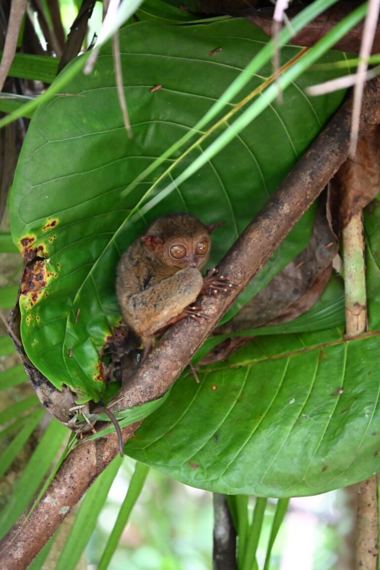 groepsreis Filipijnen - rondreis Filipijnen - Filipijnen reis